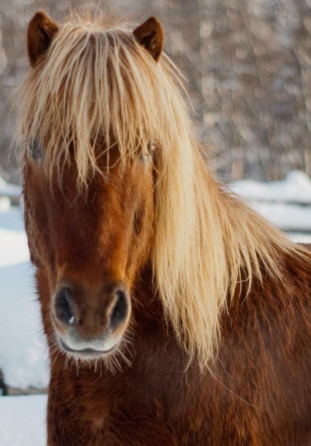 Paimentupa Villa Kolinkylä Exteriör bild